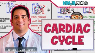 Cardiovascular  Cardiac Cycle [upl. by Eerehc540]