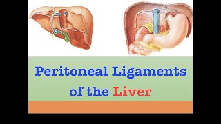 Peritoneal Ligaments of the Liver [upl. by Keryt]