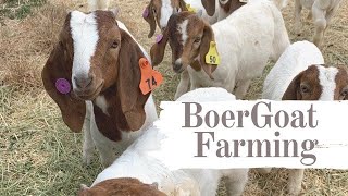 Boer Goat Farming for Meat and Stud [upl. by Armalda]