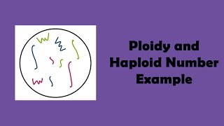 Ploidy and Haploid Number Example [upl. by Liagiba]