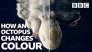 Amazing Octopus changing colour transformations  BBC [upl. by Muhan]