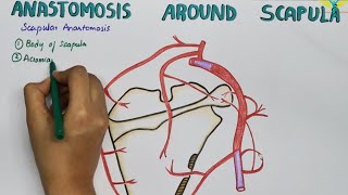 Scapular Anastamosis  Anastamosis Around the Scapula [upl. by Eelime]