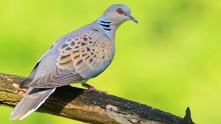 Turtle Dove birds in spring [upl. by Mirabel]