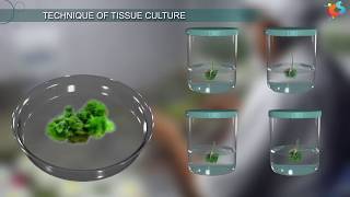 Tissue Culture [upl. by Firman]