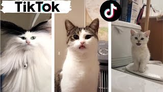 Cats being CATS  Try Not to Laugh  TIK TOK  Funny Cats Compilation TikTok [upl. by Anned844]