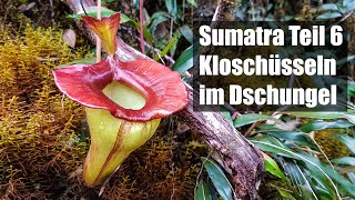 60 Nepenthes auf Sumatra Teil 6  spektakuläre Arten im Hochland [upl. by Nsaj]