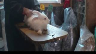 Angora Rabbit abuse [upl. by Nosmoht513]