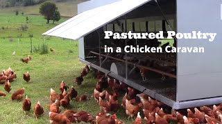 Pastured Poultry in a Chicken Caravan [upl. by Corel978]