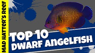 Top 10 Dwarf Angelfish [upl. by Mackay]