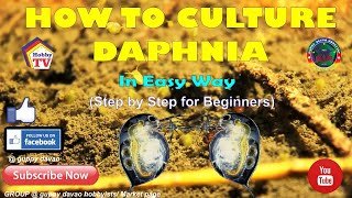 HOW TO CULTURE DAPHNIA In Easy Way [upl. by Chiarra]