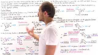 Fructose and Galactose Breakdown Pathways [upl. by Leverick768]