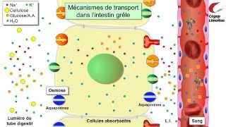 Absorption intestinale [upl. by Johppah]