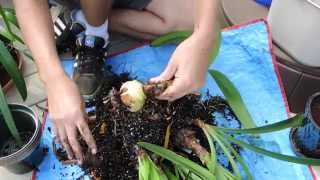 Preparing Amaryllis for Dormancy [upl. by Saturday686]