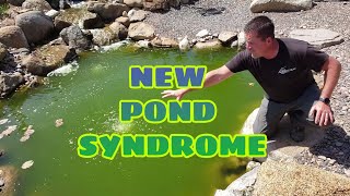 NEW POND SYNDROME  Algae Bloom Solutions  Say NO to green pond water [upl. by Anoed]