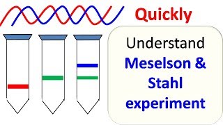 Meselson and Stahl experiment [upl. by Johnath811]