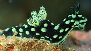 Facts The Nudibranch [upl. by Ehcram]