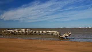 Serpent d’Océan  A Massive Metal Sea Serpent Skeleton on a Beach in France [upl. by Effie]