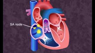 How your heart works  Cardiac Cycle [upl. by Lashond]