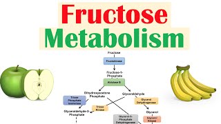 Fructose Metabolism Absorption Fructolysis Regulation and Role in Obesity [upl. by Cohlette]