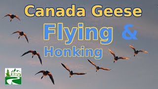 Canada geese flying and honking loud sounds [upl. by Demaria]