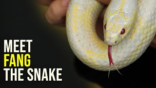 An Albino Snake  Meet Fang the California Kingsnake [upl. by Josefina]