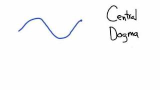 The Central Dogma Transcription and Translation [upl. by Hedelman]