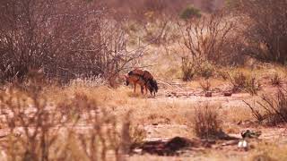 Aardwolf Mating [upl. by Farro]