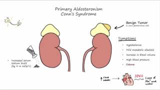 Aldosterone Mechanism of Action [upl. by Erlewine219]