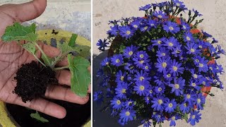 cineraria seeds to flowershow to grow cineraria from seedsfull updates [upl. by Tasiana788]