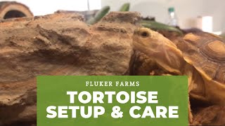 Tortoise Setup and Care Tutorial [upl. by Natsirt]