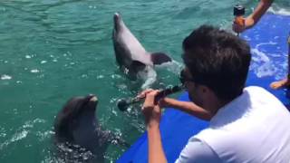 I play clarinet Dolphins sing along [upl. by Navets360]