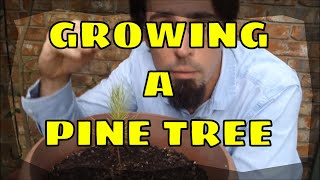 How to Grow a Pine Tree [upl. by Aerbua261]