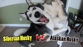 Siberian Husky vs Alaskan Husky  WATCH BEFORE YOU CHOOSE [upl. by Leakim656]