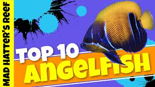 Top 10 Large Angelfish [upl. by Glennie]