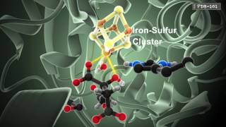 How Enzymes Work from PDB101 [upl. by Jael]