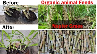 How to plant or propagate Napier Grass [upl. by Kcirednek]