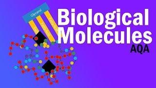 BIOLOGICAL MOLECULES  Detailed AQA Alevel Revision [upl. by Ynafets]