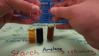 55  Salivary amylase experiment [upl. by Michaeu296]