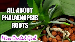 Understanding Phalaenopsis Orchid roots  All you should know [upl. by Ahsirak425]