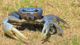 Cangrejo azul en las playas de Necoclí 🦀 [upl. by Eniamrehc]