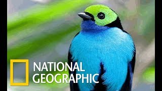 Wildlife Birds  Amazing Tropical Birds Nat Geo [upl. by Dulcle]