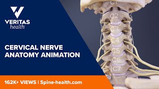 Cervical Nerve Anatomy Animation [upl. by Compton]