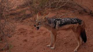 Howling Jackal Family [upl. by Trever]