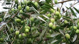 Growing the Table Olive Olea europaea [upl. by Wycoff]