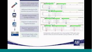 Life Technologies VeriFiler Direct PCR Amplification Kit [upl. by Novyert832]