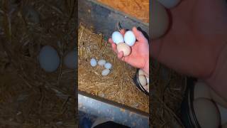 Collecting Chicken Eggs To Sell chickeneggs [upl. by Ladnar319]