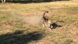 King Cheetah Run at HESC [upl. by Notyal]