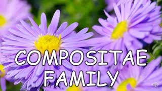 COMPOSITAE FAMILY IN HOMOEOPATHY DRDEEKSHA [upl. by Arun]