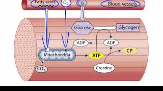 ATP Production in Skeletal Muscle [upl. by Nosmirc]