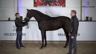 Iron by Asgard’s Ibiza  Hohenstein – stallion born 2017 ENG [upl. by Allister410]